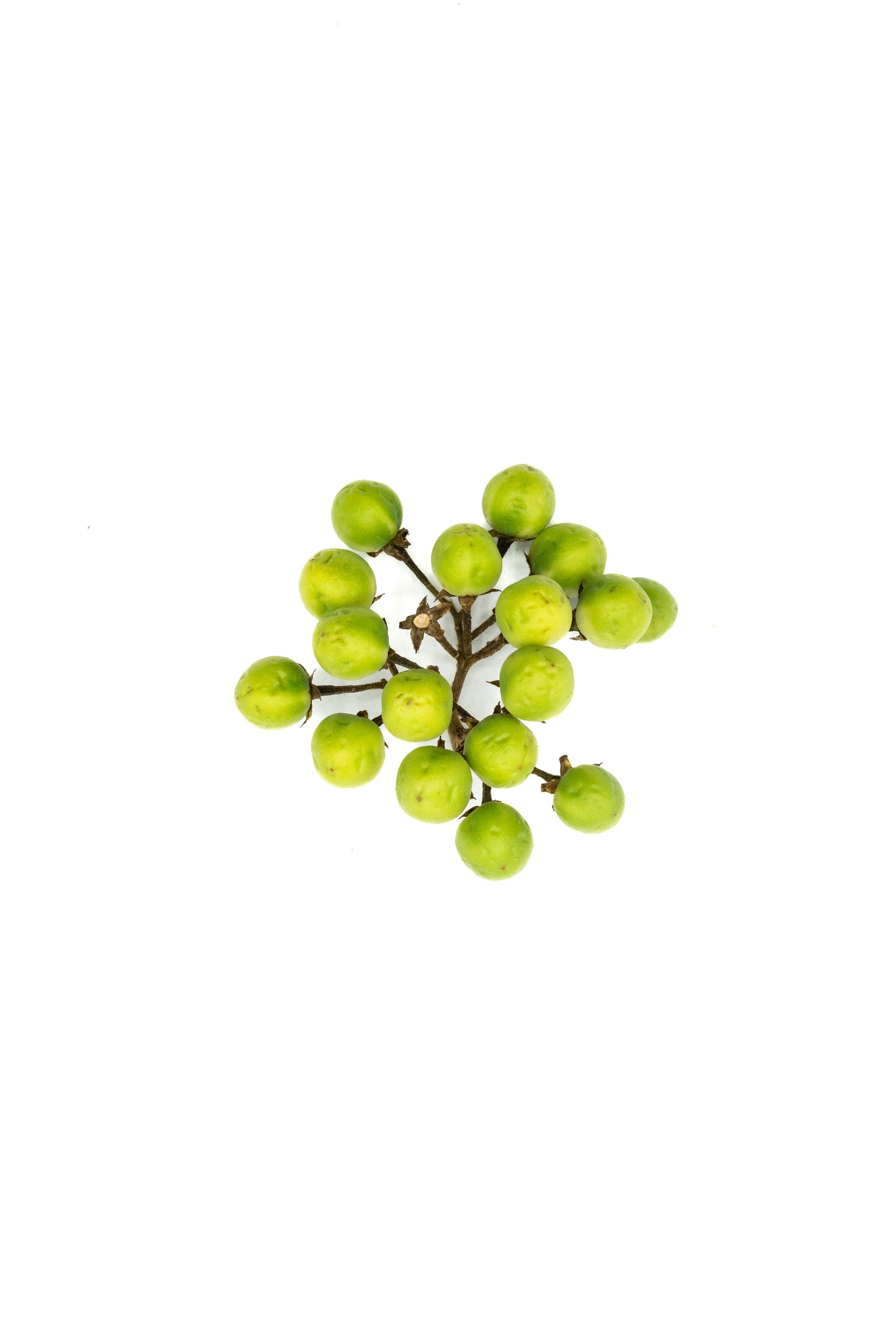 Konsusua (Turkey Berry) – Exotische Wild-Auberginen