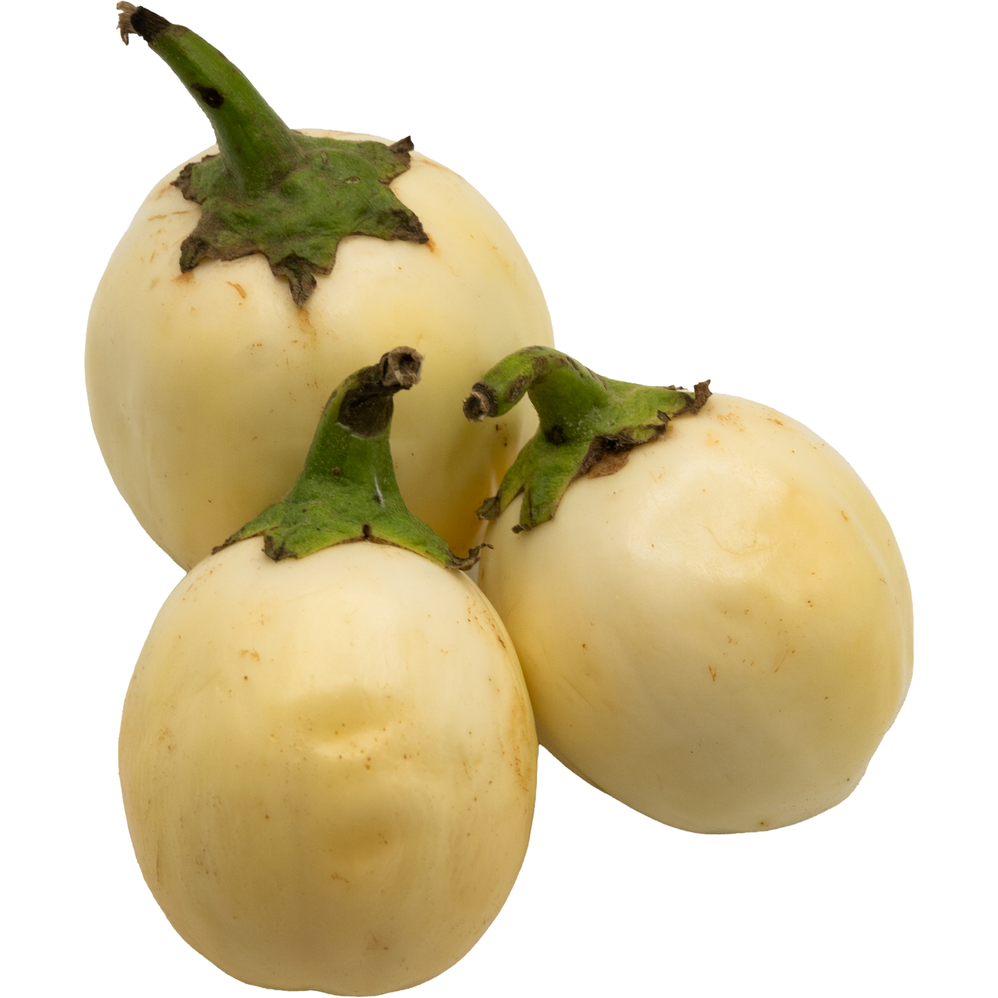 Afrikanische Garteneier / White Garden Eggs (Solanum aethiopicum)