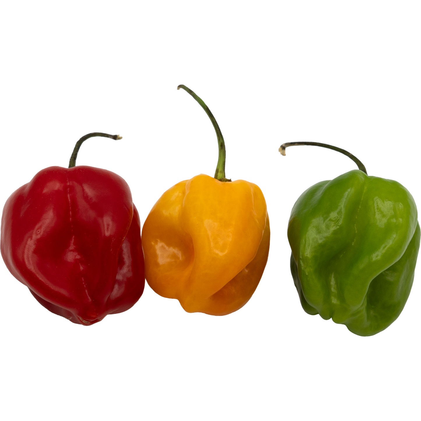 Habanero Chili – Feurige Vielfalt in Rot