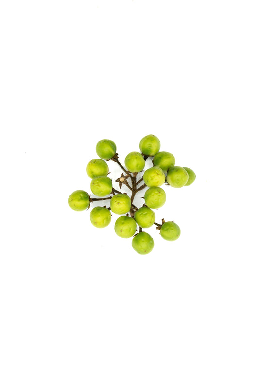 Konsusua (Turkey Berry) – Exotische Wild-Auberginen