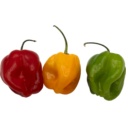 Habanero Chili – Feurige Vielfalt in Rot