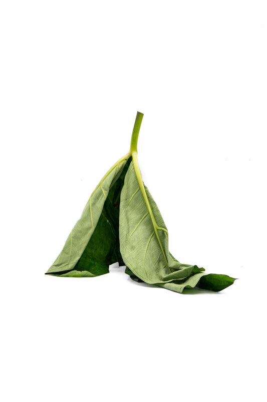 Frischer ghanaischer Blattspinat (Kontomire / Cocoyam Leaves) – je Bund