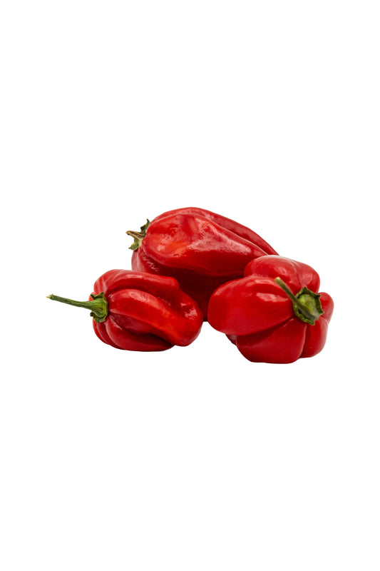 Frische rote Habanero Chilis
