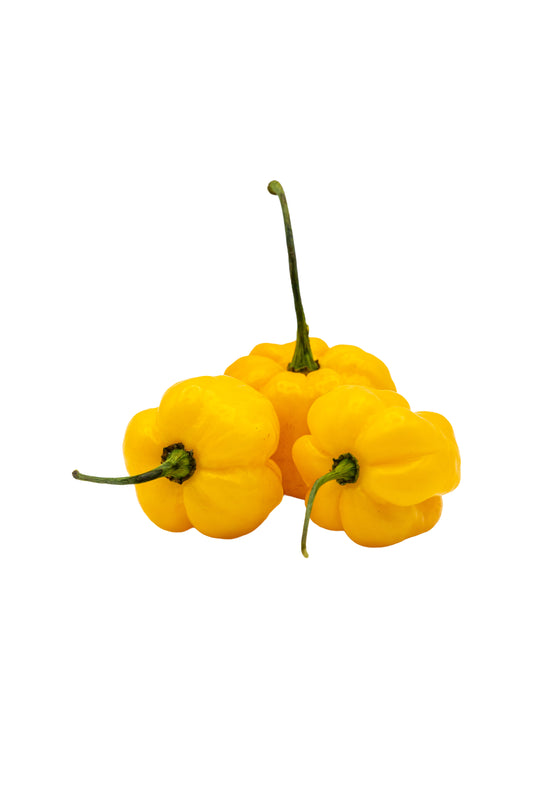 Frische gelbe Habanero Chilis